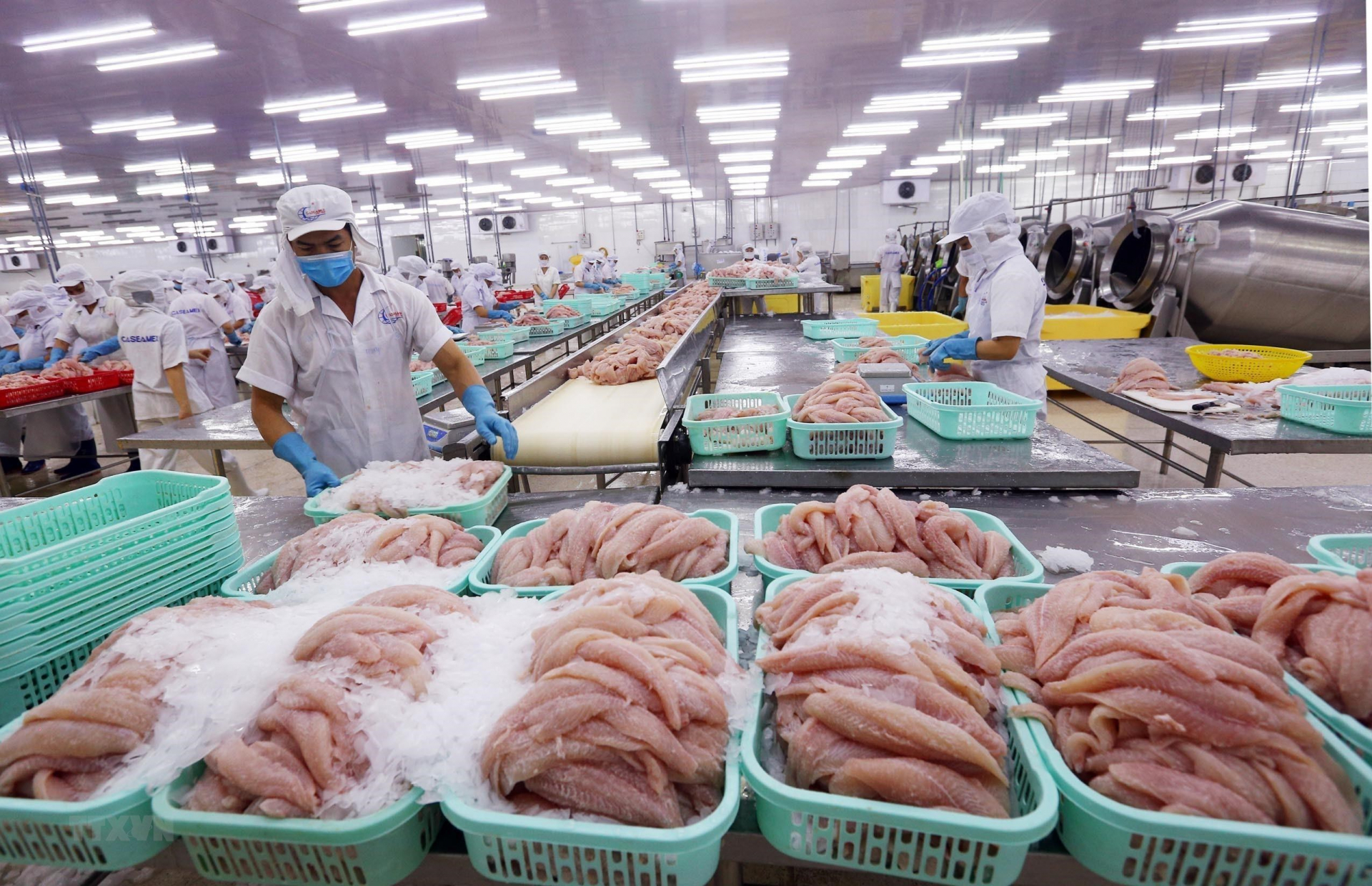 Nhiều chi phí tăng cao khiến doanh nghiệp thủy sản gặp khó
